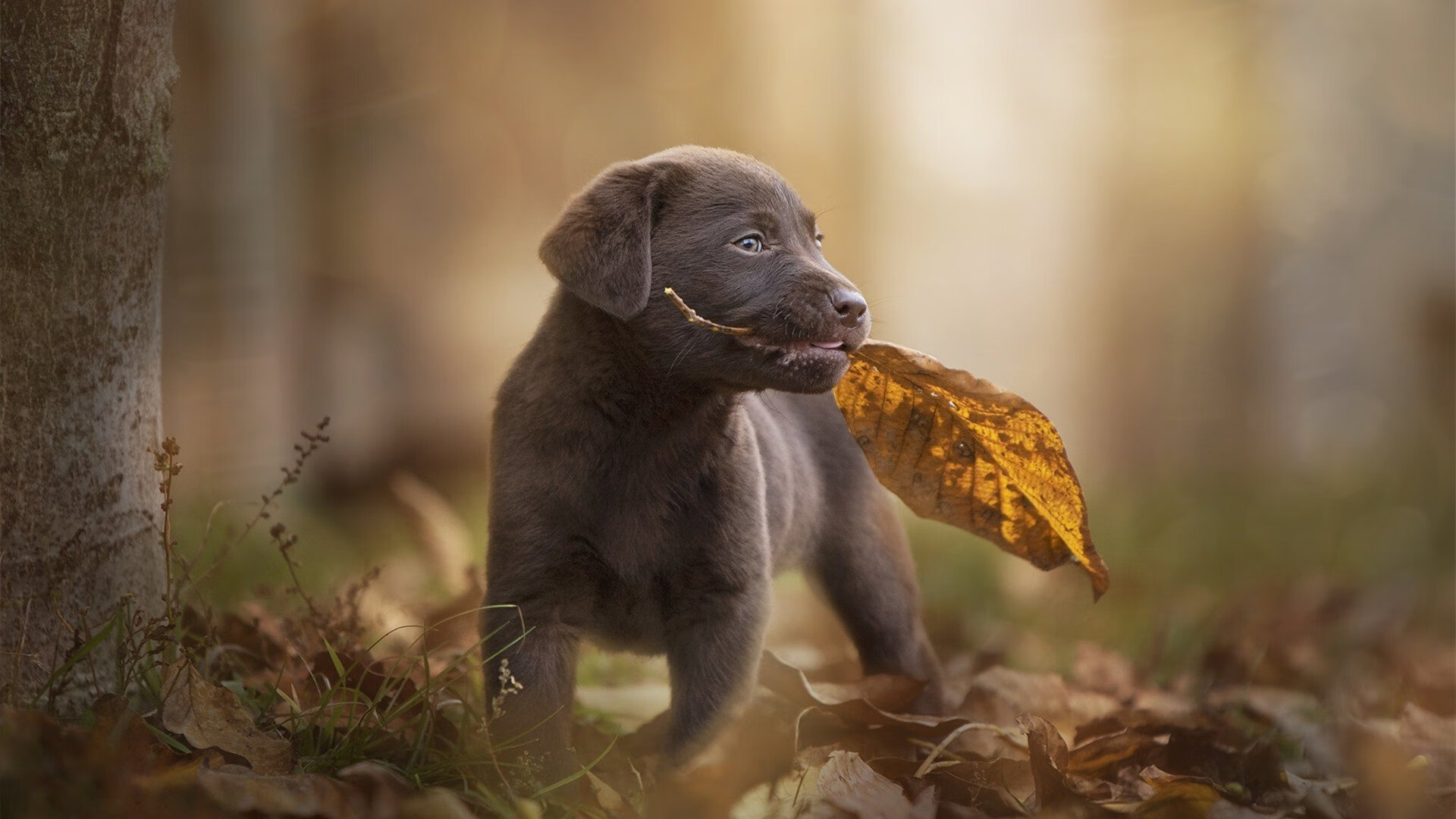 史上最惊心动魄的逆转“经典时刻”，你看过几次？，惊人的逆转