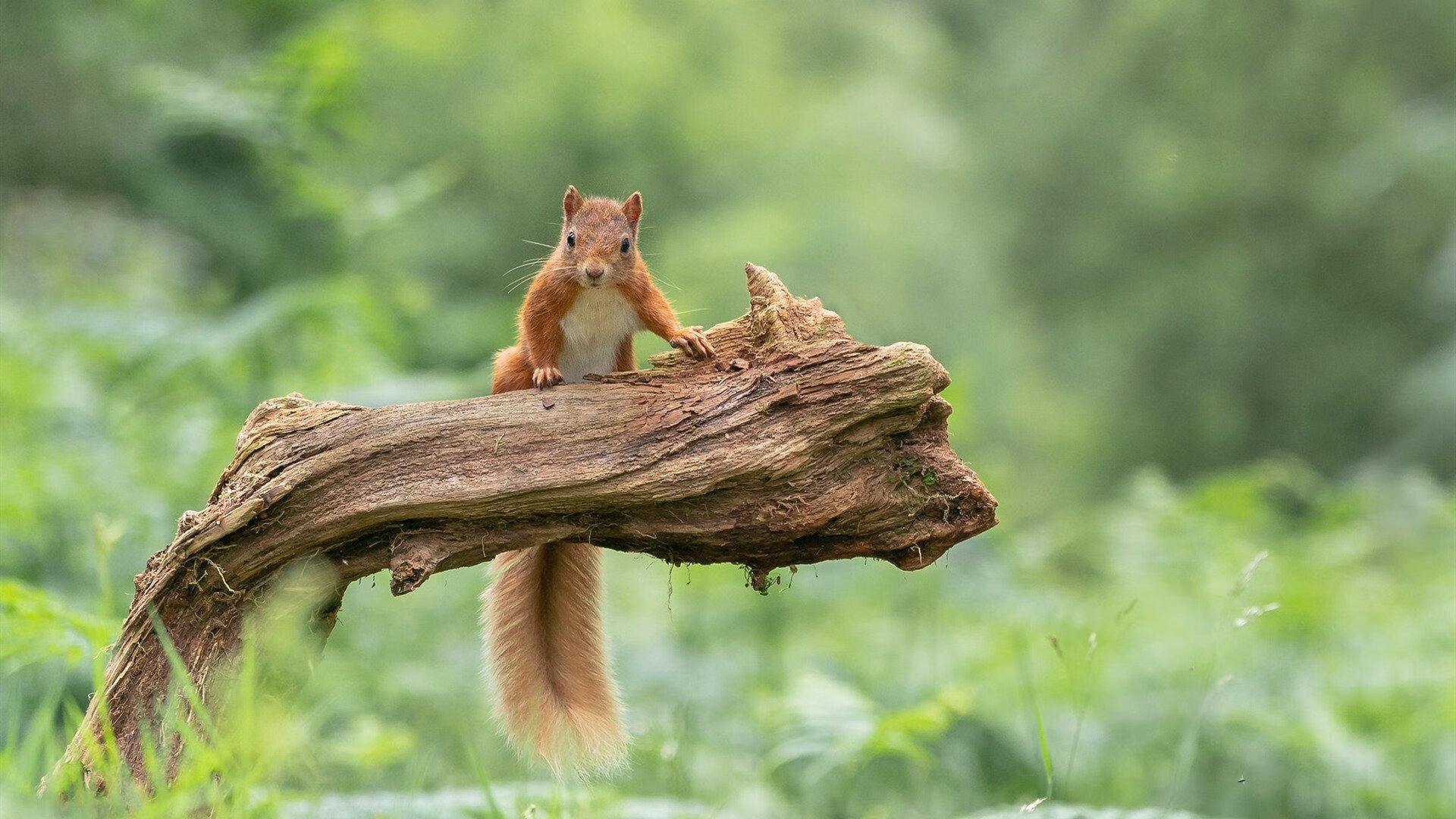 九游app官网下载-国家游泳队训练成效显著，成绩稳步提升，国家游泳队训练内容